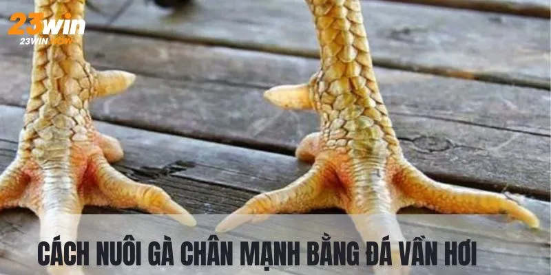 Luật Đá Gà Thomo | Hướng Dẫn Chi Tiết Nhất Từ Sân Chơi 23Win 11 Cách rèn luyện gà bằng bài tập vần hơi