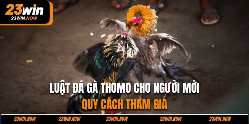 Trường Gà Thomo Ở Đâu - Kinh Đô Chọi Kê Top 1 Đông Nam Á 9 Luật đá gà Thomo trong quy cách tham gia