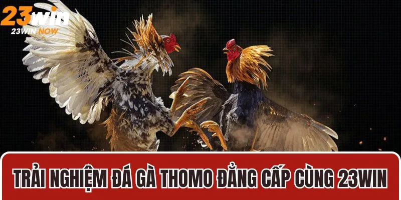 Luật Đá Gà Thomo | Hướng Dẫn Chi Tiết Nhất Từ Sân Chơi 23Win 11 Trải nghiệm đá gà thomo đẳng cấp cùng 23Win